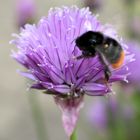 bei mir im Garten ... wenigstens eine die fleissig ist :-)