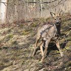 Bei mir im Hof Teil 2