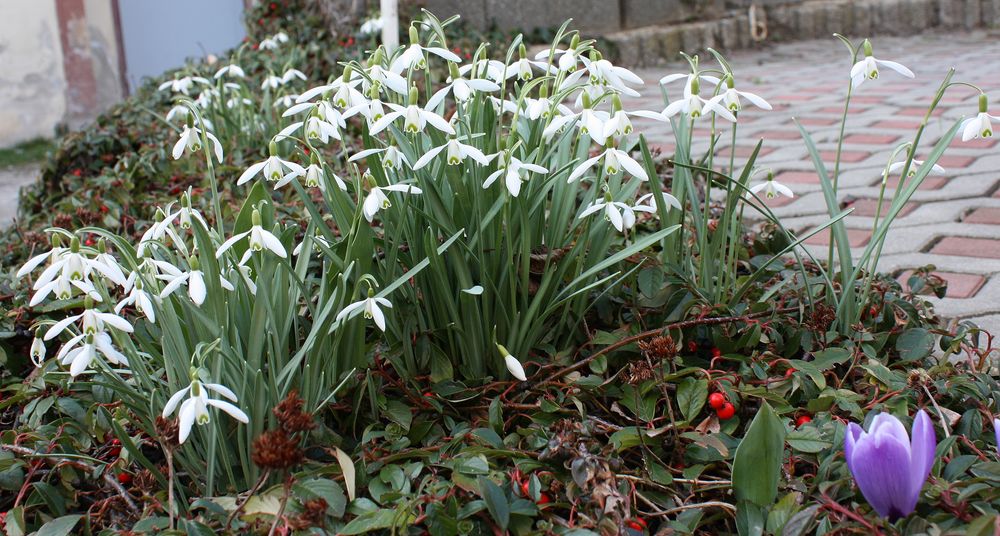 bei mir klingelt es in einer Tour im Garten