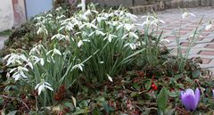 bei mir klingelt es in einer Tour im Garten