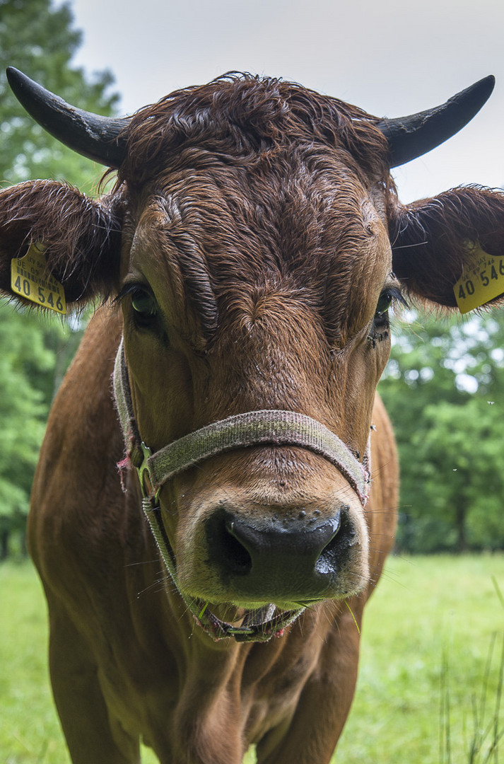 Bei mir kriegst Du keine Milch!!!