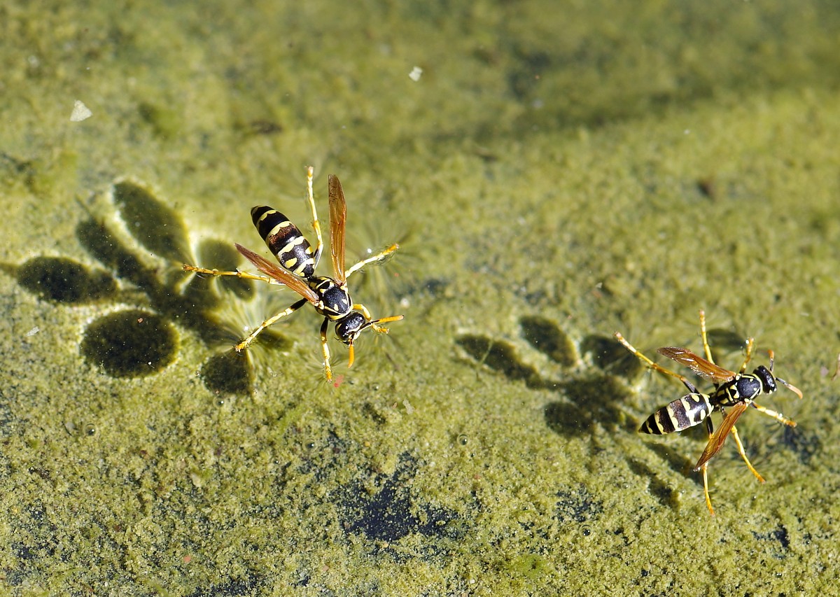 Bei mir trägt sogar der Teich Schwimmwespen