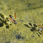 Bei mir trägt sogar der Teich Schwimmwespen