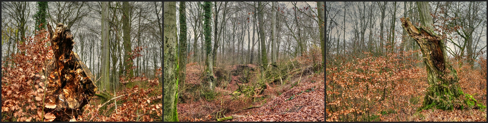 Bei mir um die Ecke - Im Dolinenwald