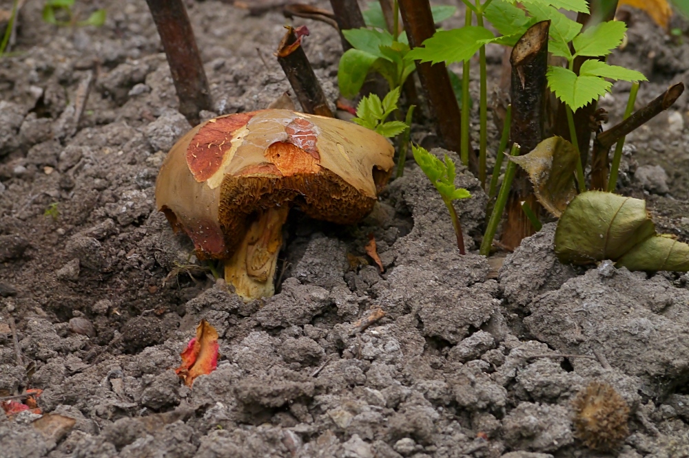 Bei mir wachsen die Röhrlinge schon im Garten