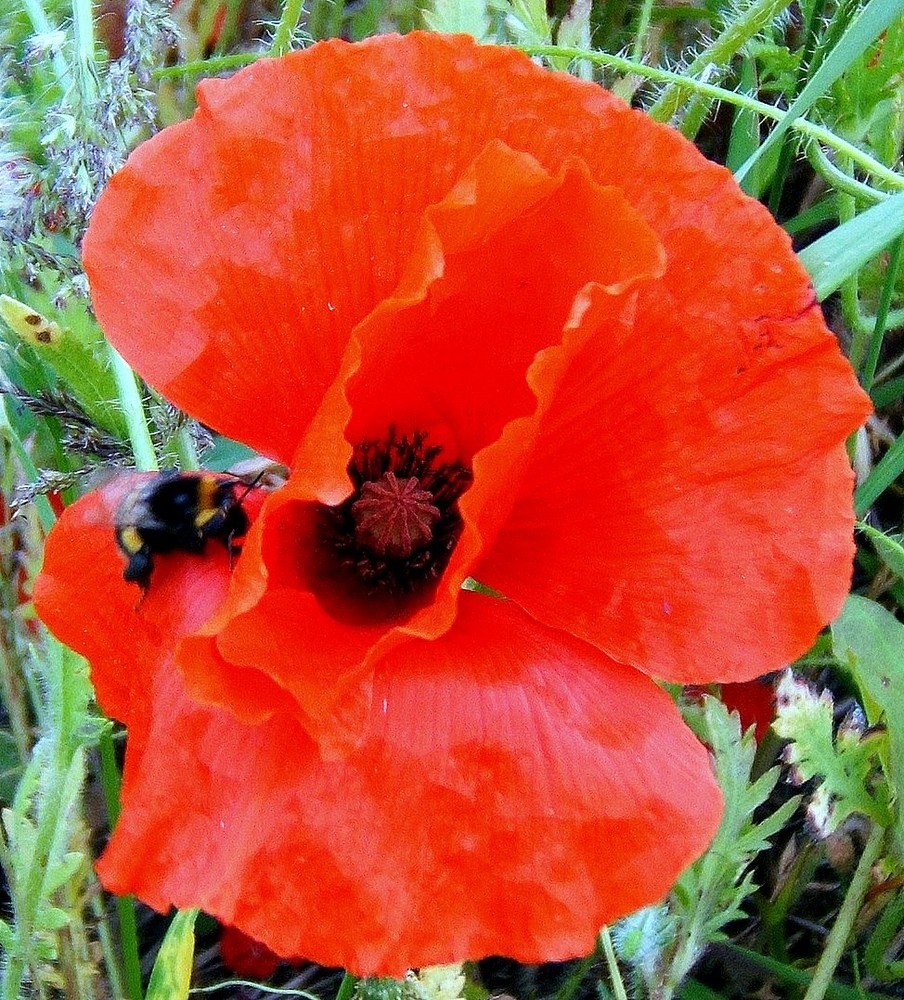 Bei Mohn wuselt die Hummel fleißig...