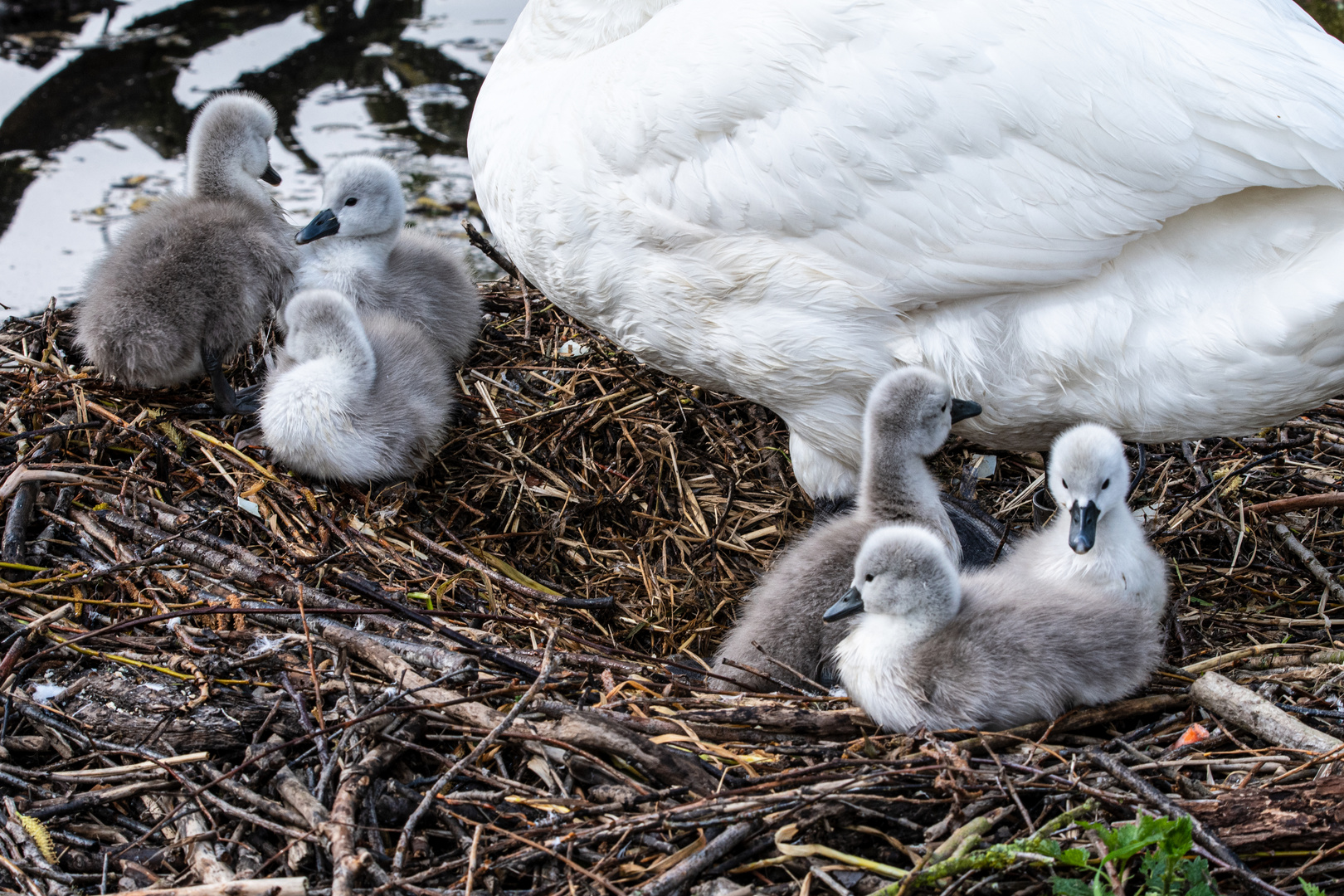 bei Muttern im Nest