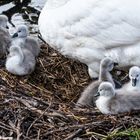 bei Muttern im Nest