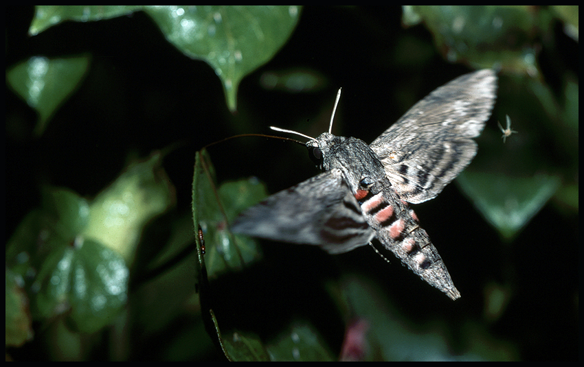 Bei Nacht Foto & Bild | natur, nachtfalter, insekten ...