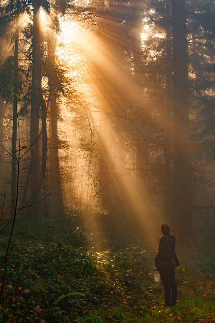 bei Nebel, im Wald 