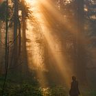 bei Nebel, im Wald 