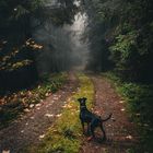 Bei Nebel mit dem Hund unterwegs 