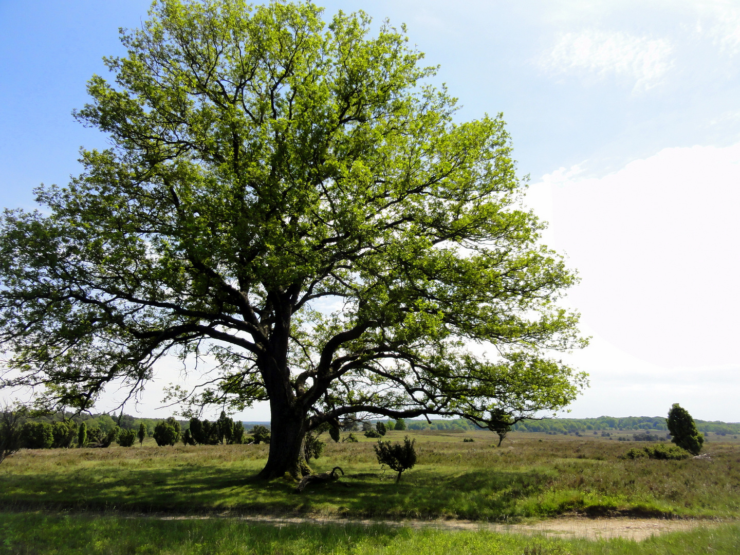 Bei Niederhaverbek im Juni