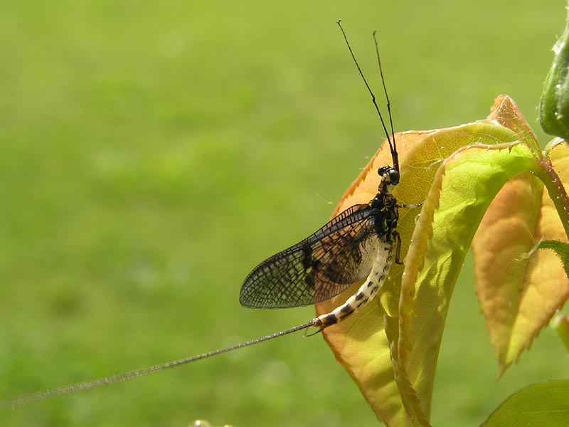 Bei Oma im Garten...