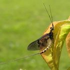 Bei Oma im Garten...