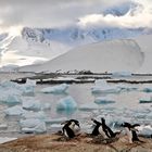 Bei Port Lockroy, Antarktis