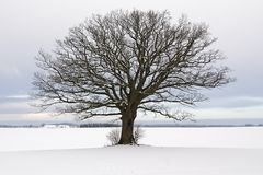 bei Preetz - Winter 2008/2009