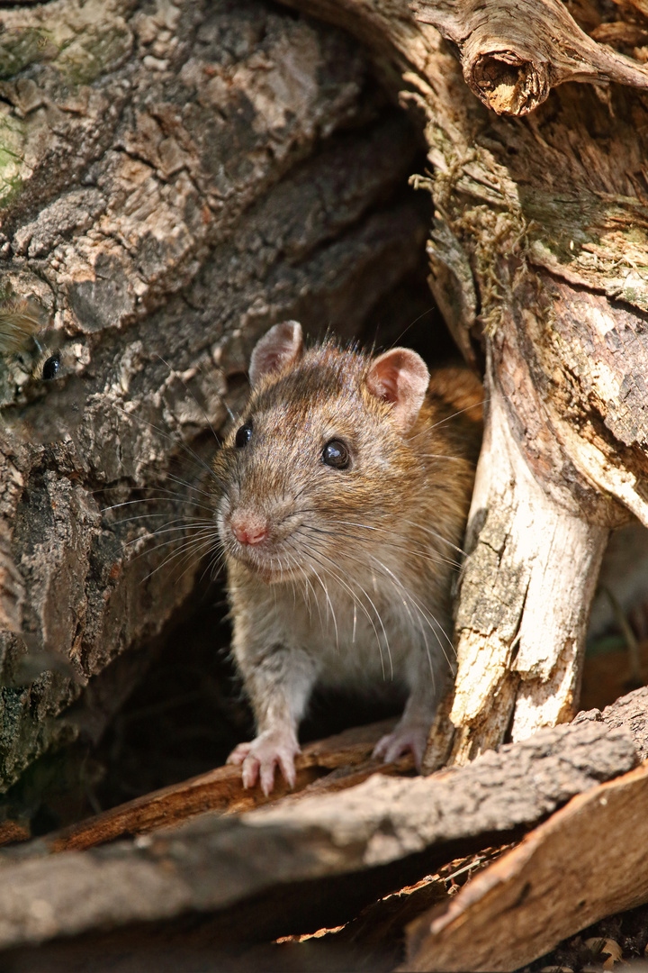 "Bei RATTEN gibt's schon GEMISCHTE GEFÜHLE" - stimmt's?