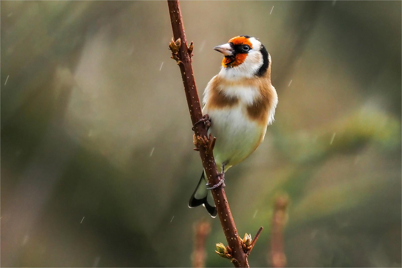 bei Regen auf dem Forsythientrieb  .....