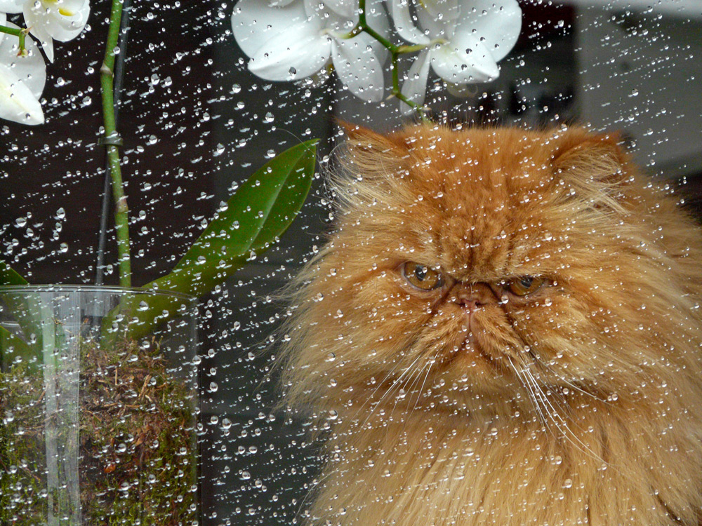 bei Regen bekomm ich schlechte Laune...