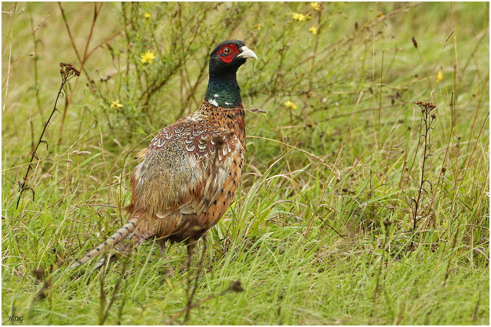 Bei Regen duckte (2) ...