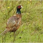 Bei Regen duckte (2) ...