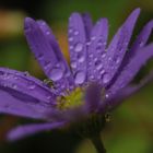 Bei Regen im Blumenkasten auf dem Balkon