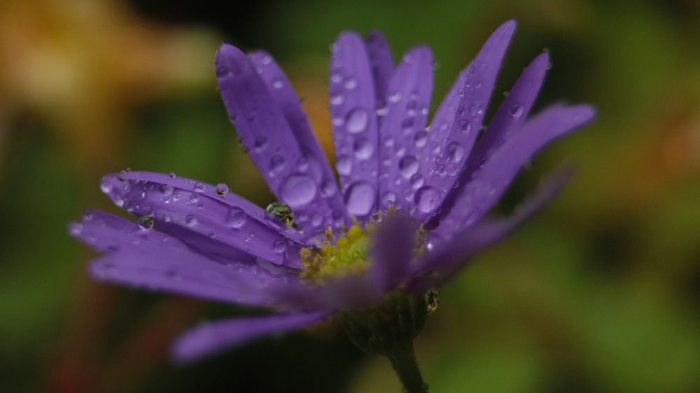 Bei Regen im Blumenkasten auf dem Balkon