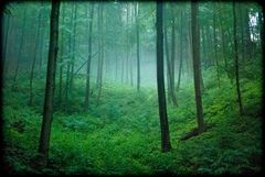 Bei Regen im Wald