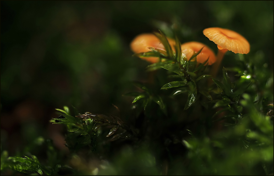 Bei Regen im Wald !