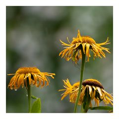 bei Regen ist jeder Unterstand recht ...