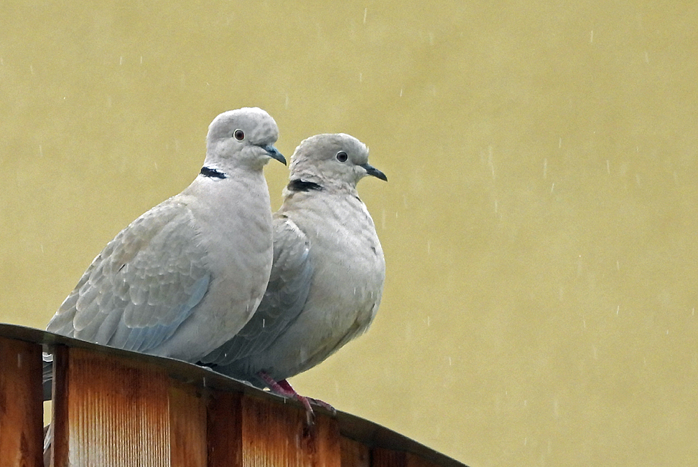 Bei Regen rückt man zusammen