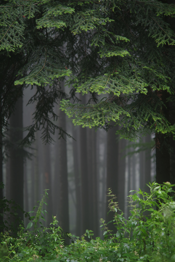 bei Regen und Nebel