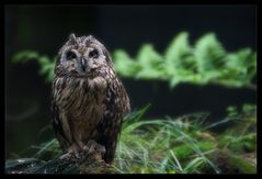 bei regen wird im haus gespielt II