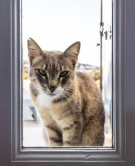 bei regnerischem wetter: kleiner voyeur am küchenfenster