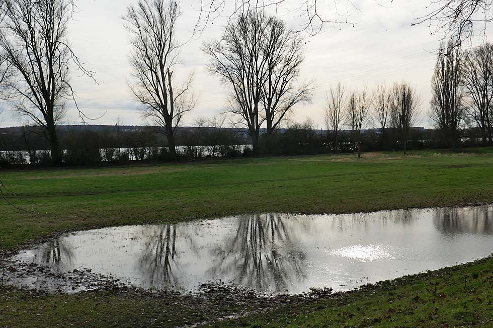 Bei Schierstein (Rhein)