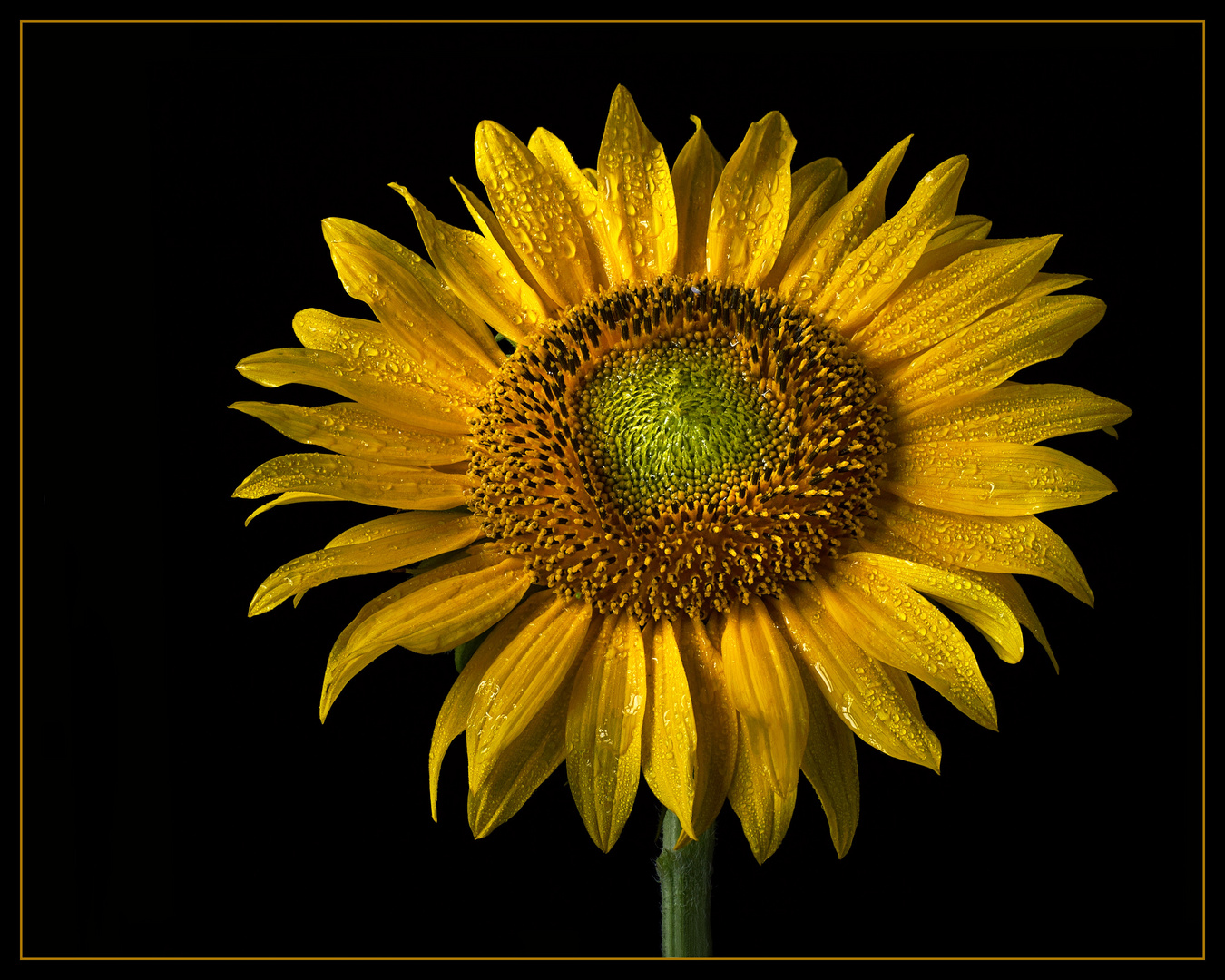 Bei schlechtem Wetter weinen auch die wundervollen Sonnenblumen