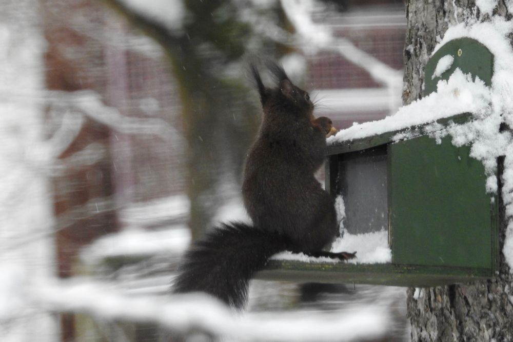 bei Schnee und Eis