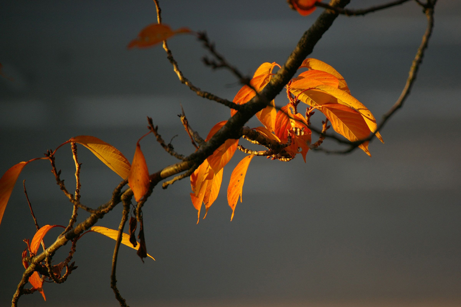 ...bei schönstem Schnupfenwetter fotografiert.....