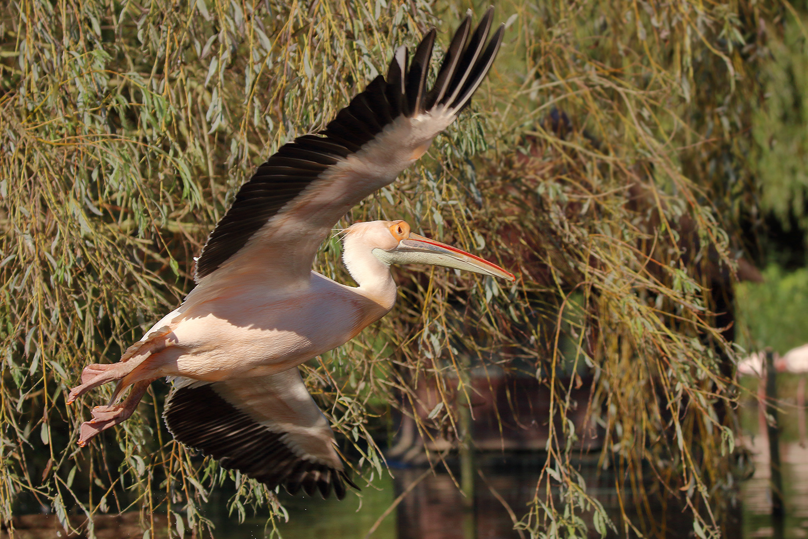 Bei seinen täglichen Rundflug im Vogelpark