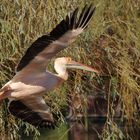 Bei seinen täglichen Rundflug im Vogelpark