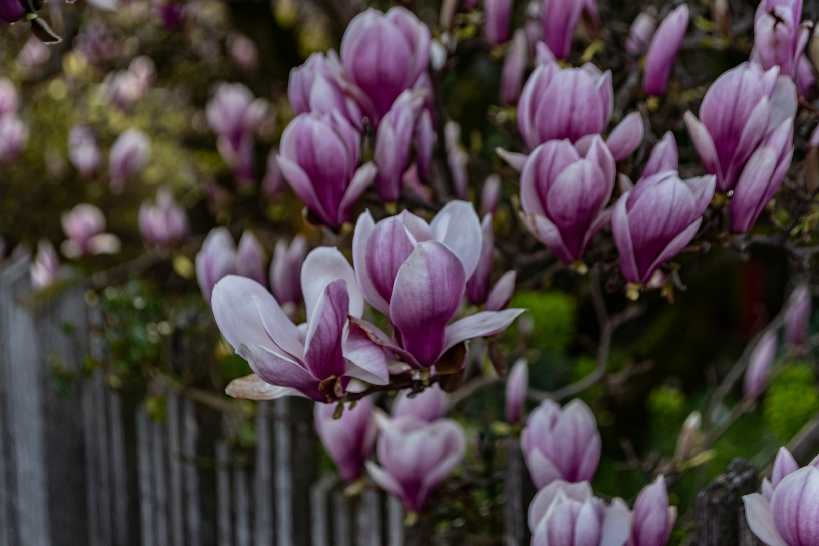 Bei Sigrun im Garten 