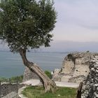 bei Sirmione im Süden des Gardasees