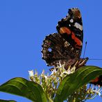 Bei so schönem, blauen Himmel macht der Admiral doch glatt noch ein Bullauge auf (;o)