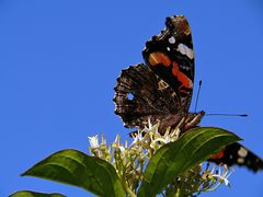 Bei so schönem, blauen Himmel macht der Admiral doch glatt noch ein Bullauge auf (;o)