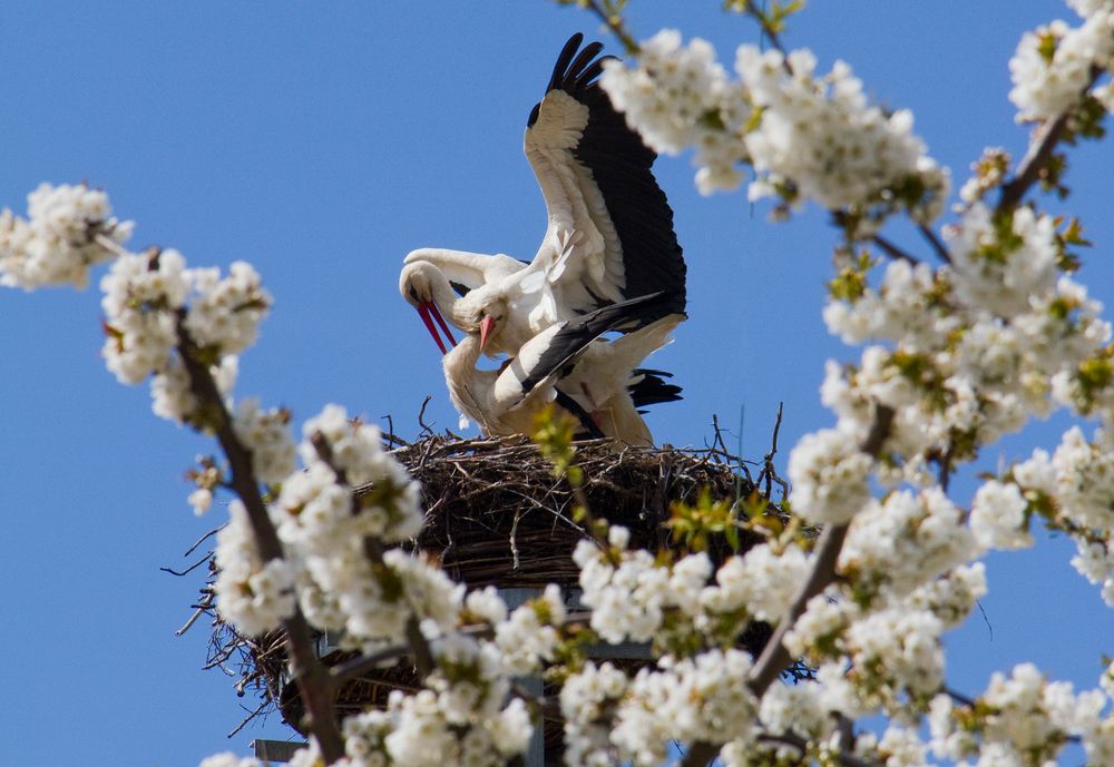 Bei so viel Frühling können die Störche gar nicht anders :-)