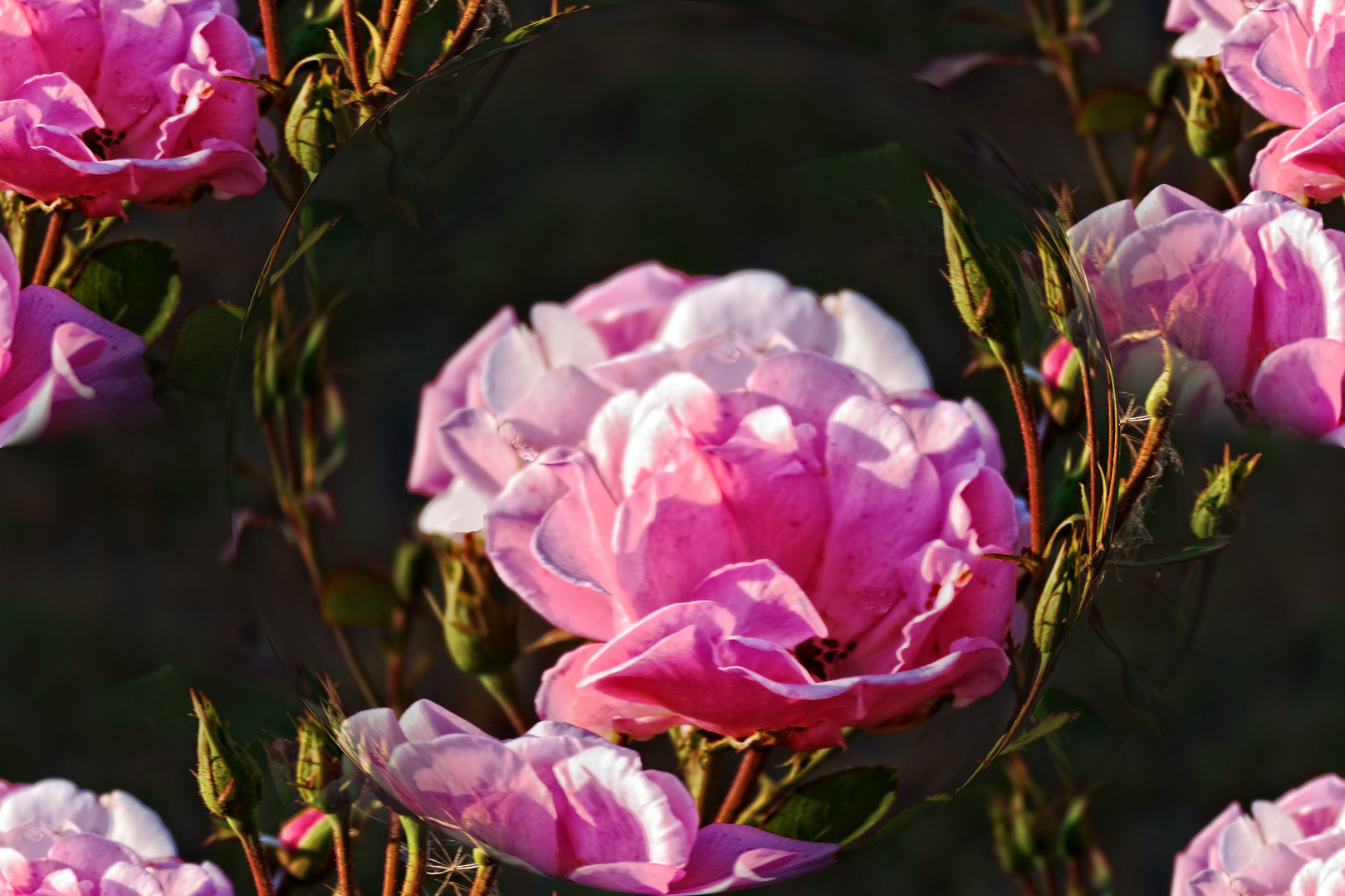 Bei solch grauem Wetter kann man mal von den Rosen des Sommers träumen