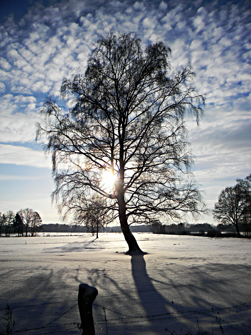 Bei Soltau im Winter