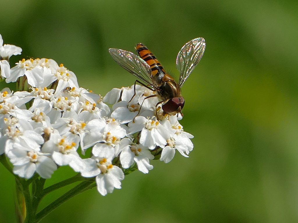 Bei Sonne schwebt sie auch im September ----