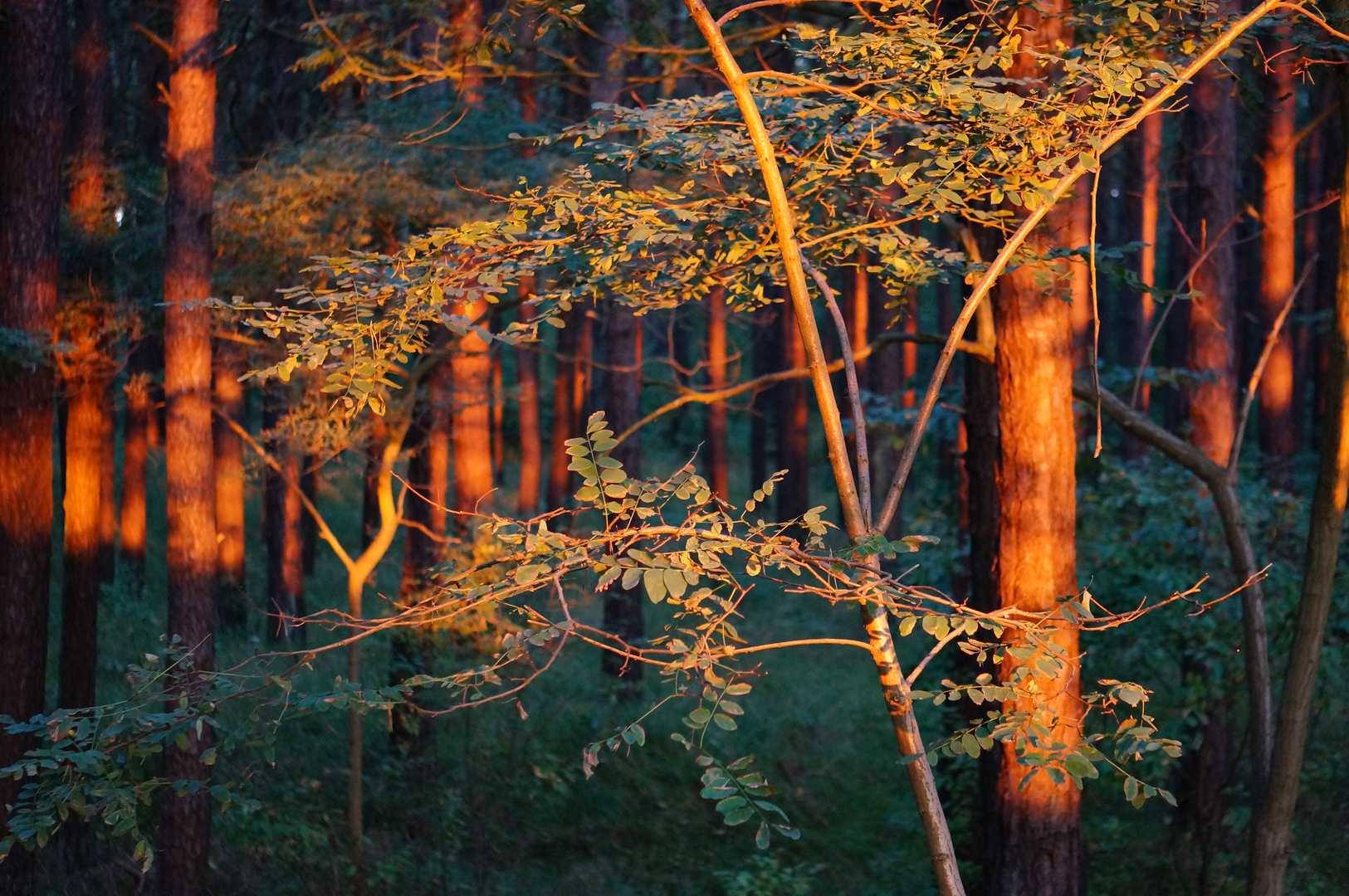 bei Sonnenaufgang im Wald